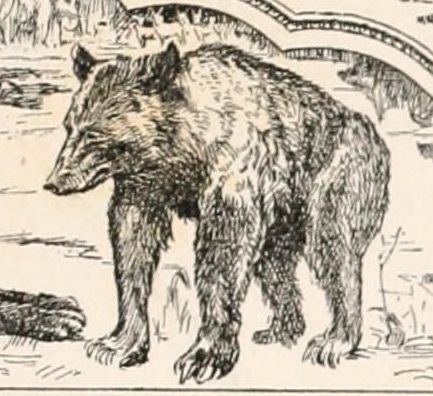 Baloo