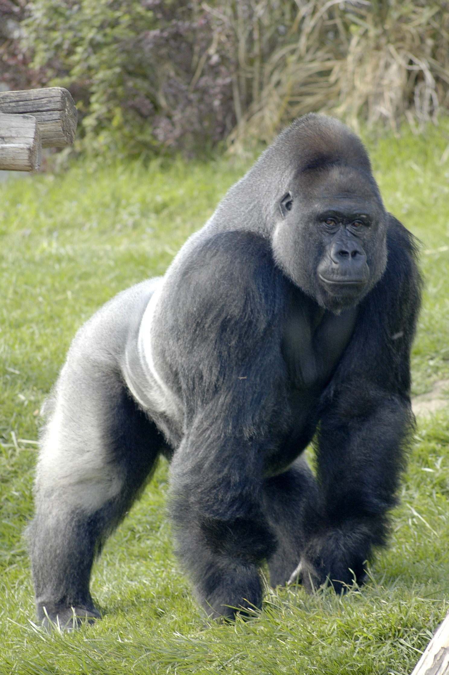 Silverback