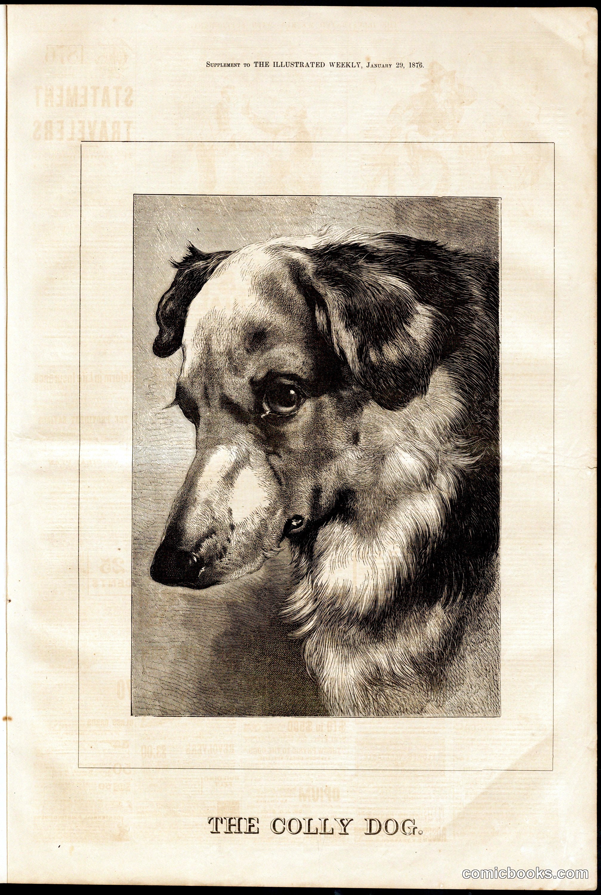 The Colly Dog
