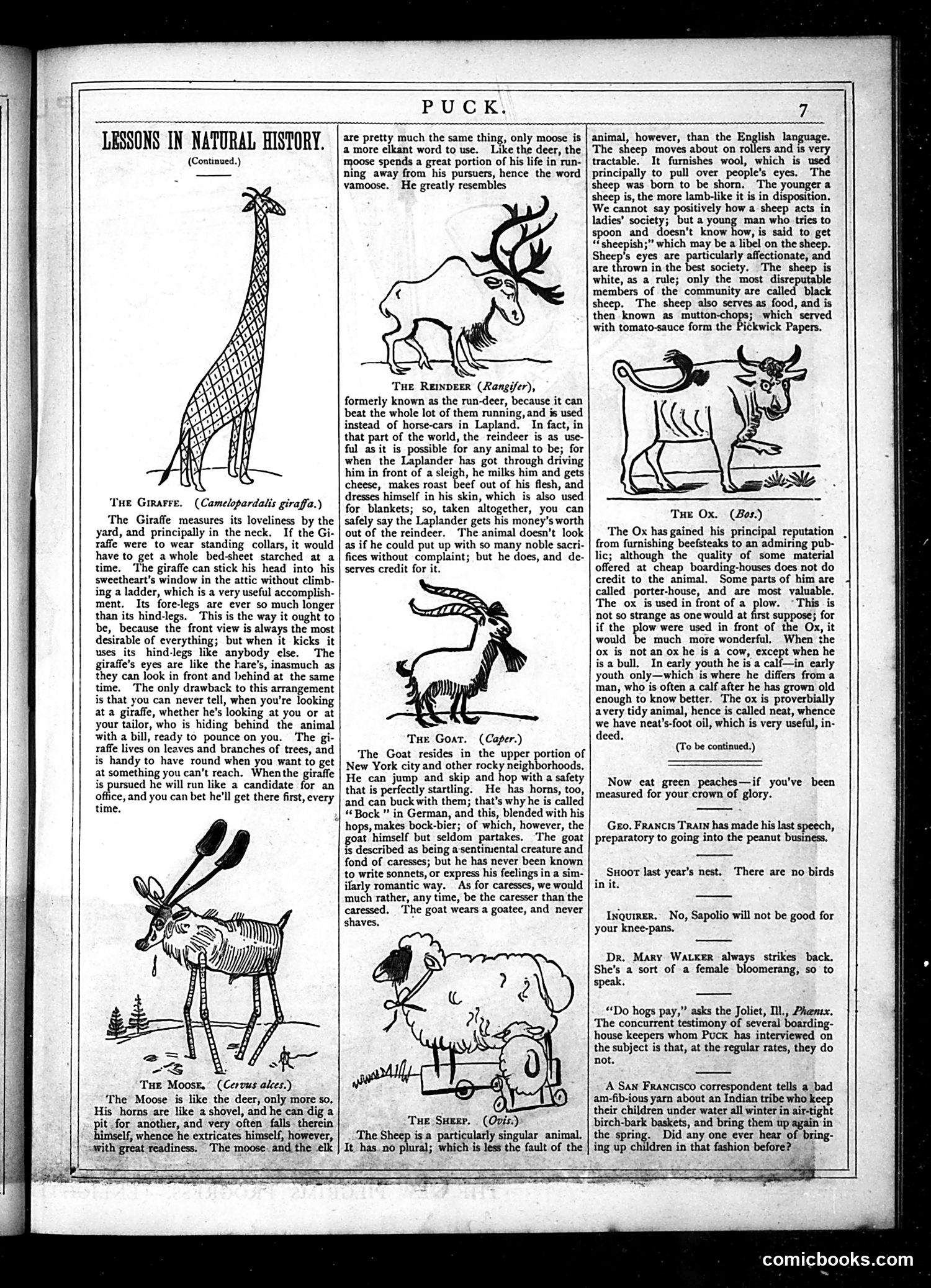 Puck — May 1877 — page 7